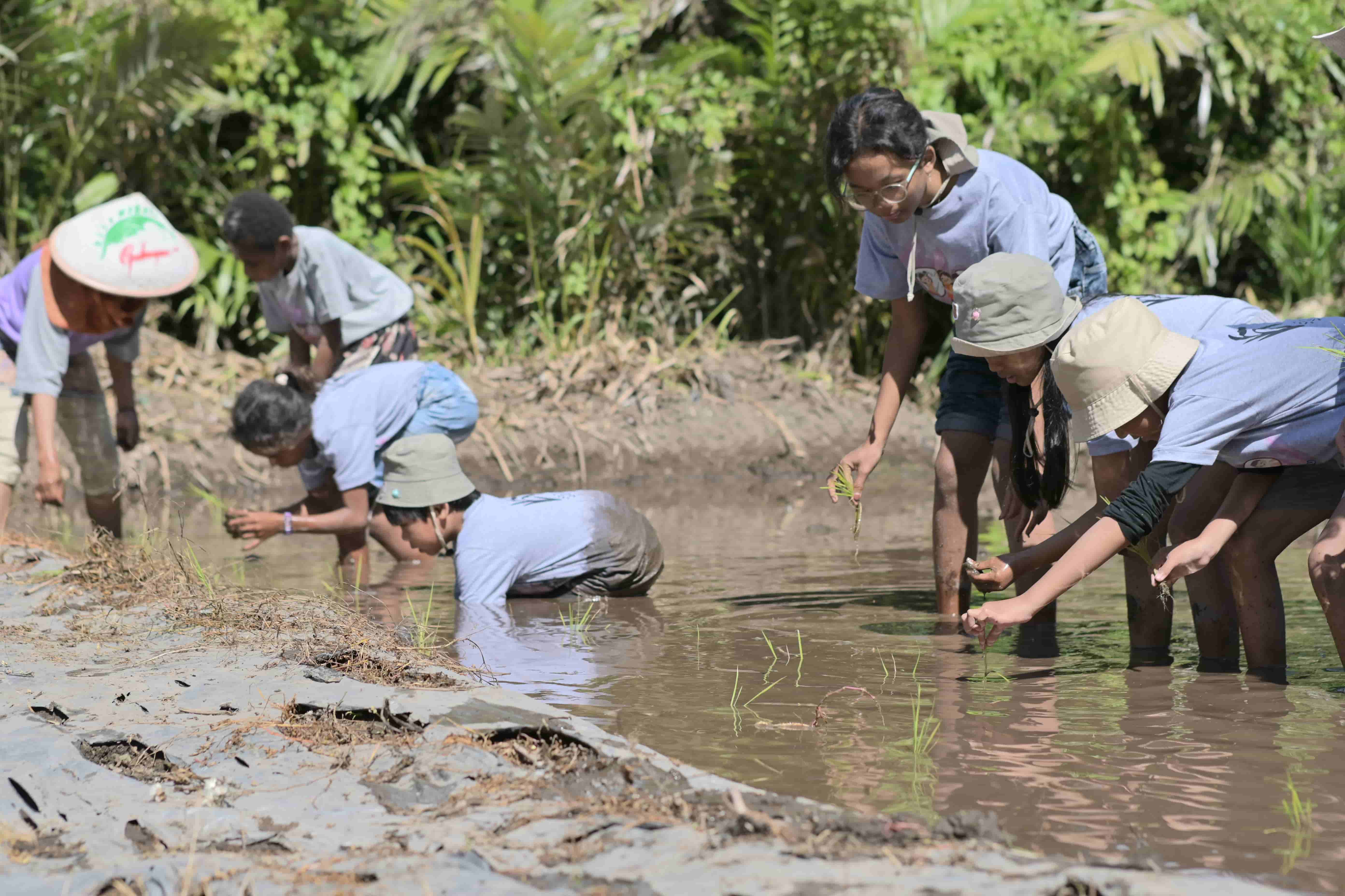 Planting Rice