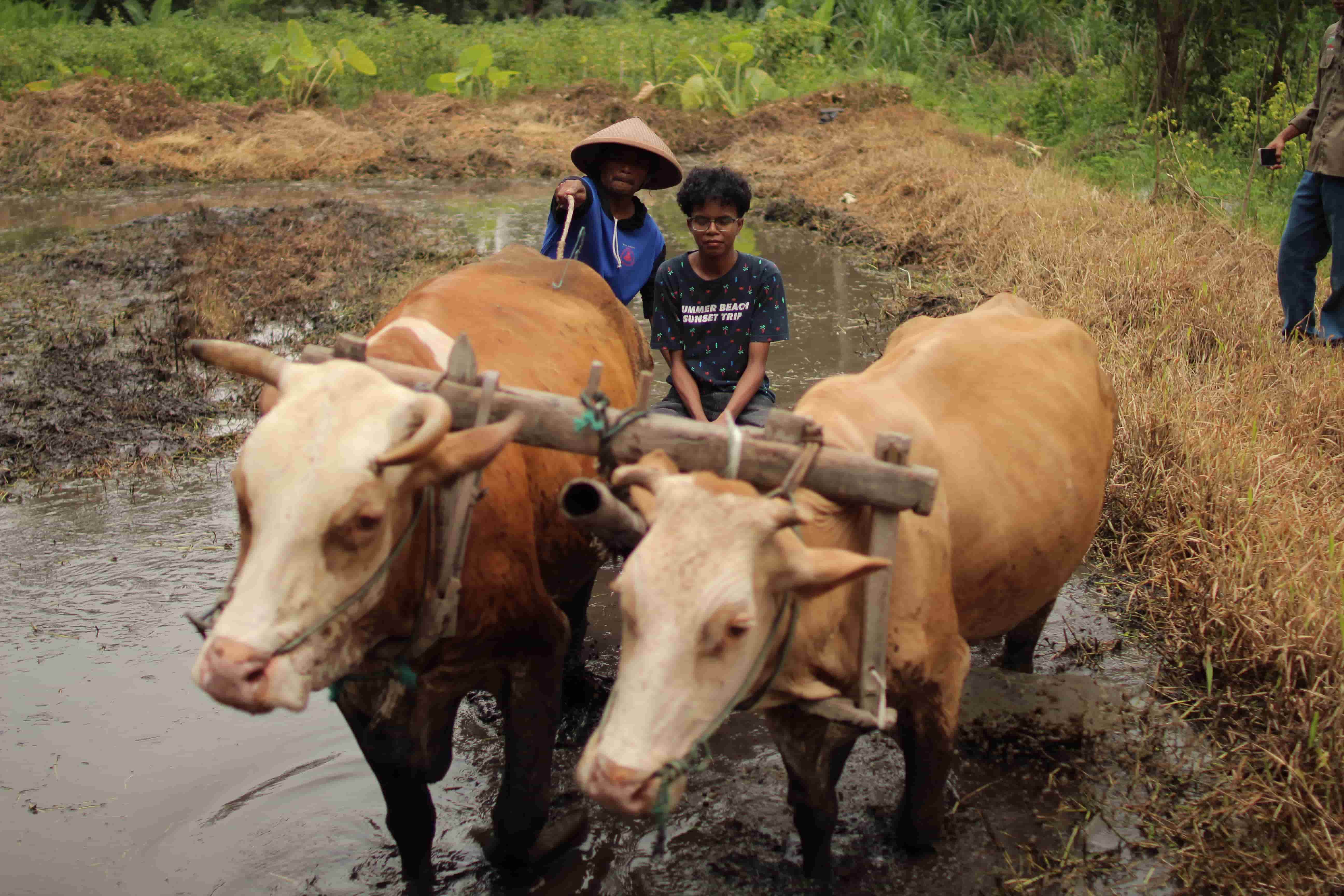 Membajak Sawah Tradisional